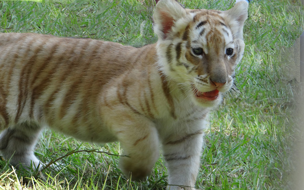 Alabama Gulf Coast Zoo