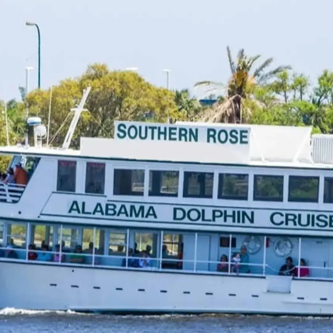 Dolphin Tours